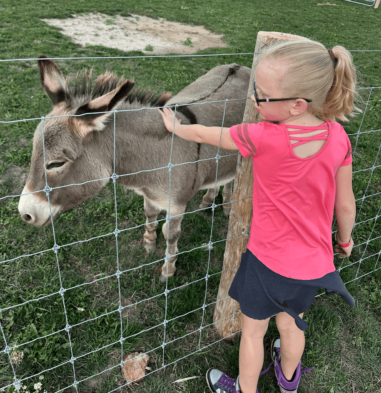Petting a donkey
